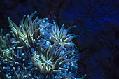 Bioluminescent coral polyps in the S pass, Mayotte