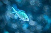 Blue green Damselfish (Chromis viridis), mayotte