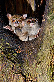 Gursky’s spectral tarsier Tarsius spectrumgurskyae (sp. nov. M. Shekelle and al.) North Sulawesi