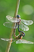 Migrant hawker (Aeshna mixta) mating on a stem of Common Reed (Phragmites australis), at the edge of a pond, in the Réserve Naturelle Nationale de la Robertsau et de la Wantzenau in autumn. Alsace, France