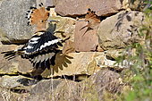 Hoopoe (Upupa epops), Nest feeding in a dry stone wall in the Alsatian vineyards, Haut-Rhin, France