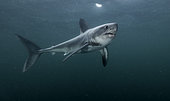 Porbeagle shark (Lamna nasus) hunting on the surface off the coast of Brittany, France