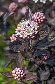 Physocarpe à feuilles d'Obier (Physocarpus opulifolius) 'Lady in Red'
