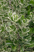 Fusain du Japon (Euonymus japonicus) 'Edward King'