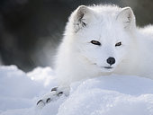 Arctic Fox (Vulpes lagopus), white fox, polar fox, snow fox, in white winter coat, enclosure. Europe, Finland, Ranua Wildlife Park, March