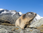 Alpine Marmot (Marmota marmota) in the NP Hohe Tauern near Mount Grossglockner. Europe, Central Europe, Austria, September