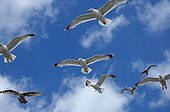 UK/England, Brighton. Brighton, seagulls