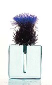 One Blue Artichoke