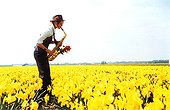 Numerous Yellow Daffodil