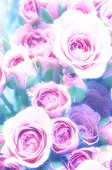 Numerous Pink Rose