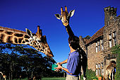 Kenya, région de Nairobi, le Manoir aux Girafes