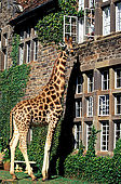 Kenya, région de Nairobi, le Manoir aux Girafes