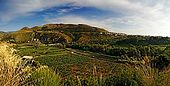 Santa Maria del Cedro - Calabria  campi di cedro