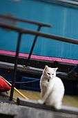 United Kingdom London Regent's Canal A cat on a houseboat at Lisson Grove.