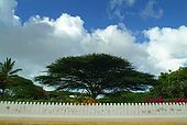 Kenya Lamu archipelago Shela