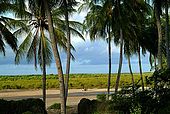 Kenya Lamu archipelago Pate island