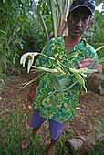 Polynesia, Tahaa island, vanilla