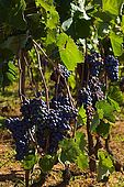 Croatia Lastovo Island Vineyard.