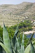 Croatia Lastovo Island Struga lighthouse - Mediterranean vegetation - The Skrivena luka (bay) in background.