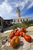 Croatia Lastovo Island The Struga lighthouse and the lighthouse-keeper house at left. Tomatoes from the kitchen-garden in foreground.