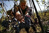 Black Sheshi harvest, Valley of Permet, Albania