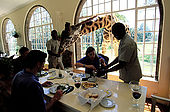 Kenya, region de Nairobi, le Manoir aux Girafes de Bryony et Rick Anderson veulent sauver un groupe  de girafes Rotschild. Invite surprise au dejeuner