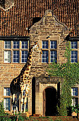 Kenya, region de Nairobi, le Manoir aux Girafes, ou Bryony and Rick Anderson veulent sauver un groupe de girafes de Rotschild