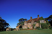 Kenya, region de Nairobi, le Manoir aux Girafes, ou Bryony et Rick Anderson veulent sauver un groupe de girafes de Rotschild
