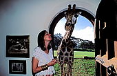 Kenya, region de Nairobi, le Manoir aux Girafes, ou Bryony et Rick Anderson veulent sauver un groupe de girafes de Rotschild. Bryony avec Daisy III, qui tente de s'introduire à l'intérieur du Manoir...