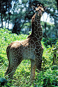 Kenya, region de Nairobi, le Manoir aux Girafes, ou Bryony et Rick Anderson veulent sauver un groupe de girafes de Rotschild. Un jeune girafon