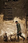 Transporting newly arrived skins into the tanneries, Fes, Morocco