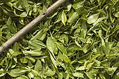 Tea leaves and picker's cane, Nuwara Eliya, Central Province, Sri Lanka