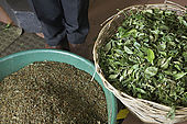 Dried leaves and particles in the Tea Factory Hotel's mini tea factory, Nuwara Eliya, Central Province, Sri Lanka