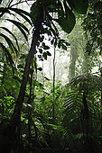 Foresta pluviale di La Soufriere, Parc National de la Guadeloupe, Guadeloupe (Basse Terre), French West Indies