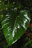 Foresta pluviale di La Soufriere, Parc National de la Guadeloupe, Guadeloupe (Basse Terre), French West Indies