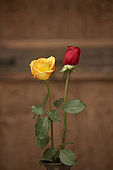 Roses, interior of traditional Moroccan riad, Fes, Morroco