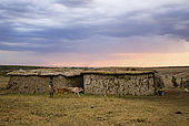 Typical Masai homes made out of mud