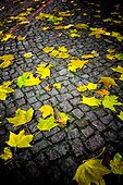 Herbstlaub auf Kopfsteinpflaster