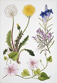 Metachlamydeae, illustration Biology: Botany, Plants