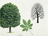 Botany - Trees - Sapindaceae - Horse chestnut (Aesculus hippocastanum), illustration.