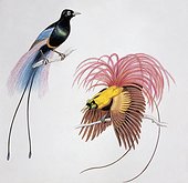 Zoology: Birds, Passeriformes, Blue Bird of Paradise (Paradisea rudolphi) and Red Bird-of-Paradise (Paradisea rubra). Art work