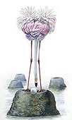 Zoology - Birds - Phoenicopteriformes - Caribbean or American Flamingo (Phoenicopterus ruber) standing on nest, illustration