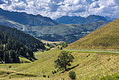 France, Hautes-Pyrénées, paysage avec herbages entre les cols de Peyresourde et de Val Louron-Azet 