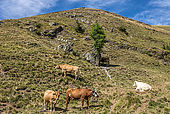 France, Hautes-Pyrénées, vaches dans la montagne entre les cols de Peyresourde et de Val Louron-Azet 