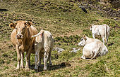 France, Hautes-Pyrénées, entre les cols de Peyresourde (1569 mètres) et de Val Louron-Azet (1580 mètres). Vache et son veau.