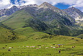 France, Hautes-Pyrénées, col de la Hourquette d'Ancizan (1564 mètres), entre les vallées d'Aure et de Campan,  zone pastorale en descendant vers Payolle 