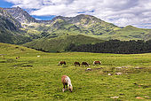France, Hautes-Pyrénées, col de la Hourquette d'Ancizan (1564 mètres), entre les vallées d'Aure et de Campan,  zone pastorale en descendant vers Payolle 