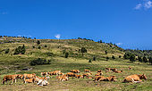 France, Hautes Pyrénées, vaches  au Col d'Aspin (1489 mètres) entre la Vallée d'Aure et la Vallée de Campan