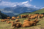 France, Hautes Pyrénées, vaches au Col d'Aspin (1489 mètres) entre la Vallée d'Aure et la Vallée de Campan, vue sur le Pic du Midi de Bigorre