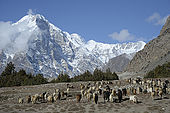 Pakistan, region de Gilgit Baltistan, vallée de Rupal, troupeau de moutons au pied des hautes montagnes de l'Himalaya